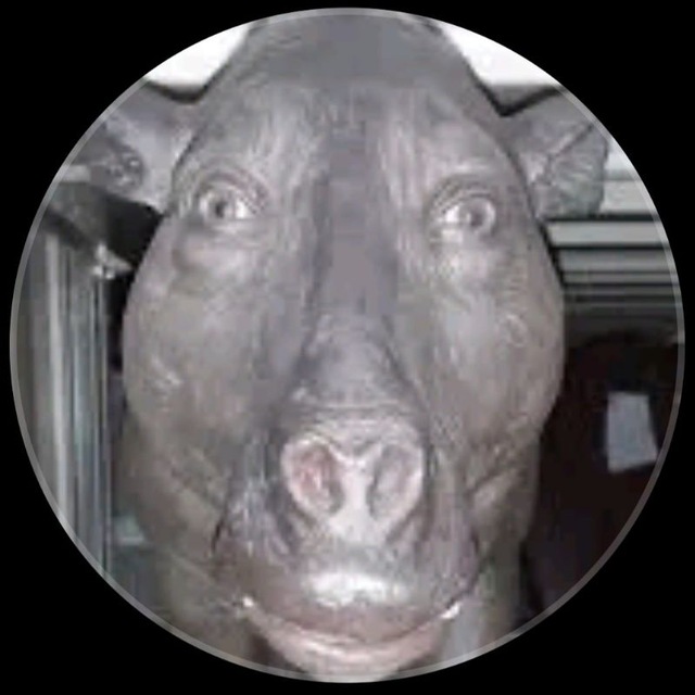 Mr.Pig